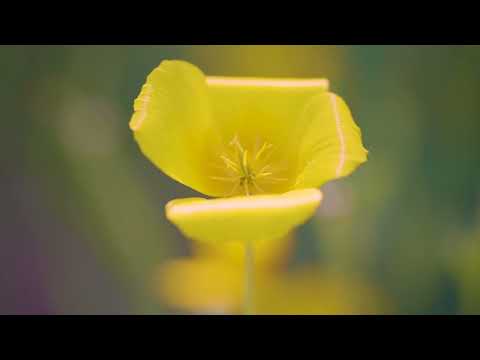 The A's - Wedding Dress (Official Visualizer)