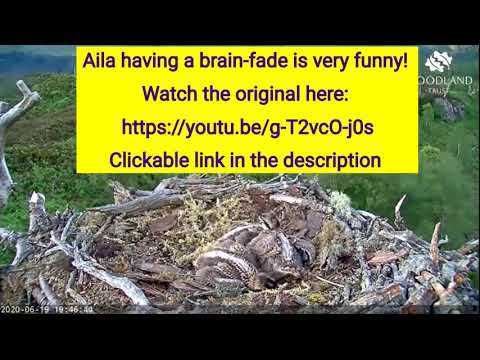 Blast From The Past: Loch Arkaig Osprey Aila has a brain fade 19 Jun 2020