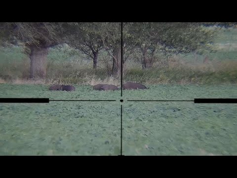 Tremendo RECECHO de dia !! y tiro a la corrida ! (CAZA DE JABALI)