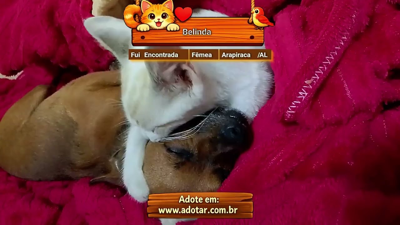 Gato raça SRD-ViraLata idade 2 a 6 meses nome Belinda