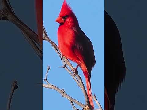 🌟 A Northern Cardinal Visited Me... Here's What It Means 👼 | Cardinal Spiritual Meaning Explained 🕊️