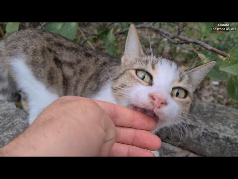 Poor Cat with no teeth in its mouth comes after me and asks me for soft food.