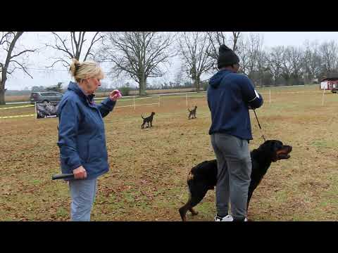 2024-Feb-11 - Bowser vom Hause Ferguson - SG1- Open Males