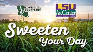 Download lagu Maniskan Harimu - Gula Saat Bepergian mp3 Download lagu Maniskan Harimu - Gula Saat Bepergian mp3