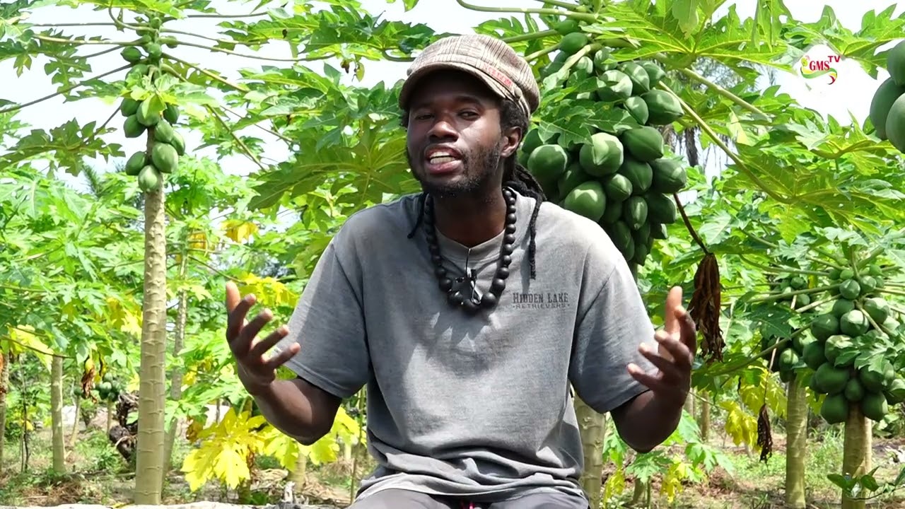 DÉCOUVERTE: Souleymane MANE, artiste musicien devenu maraicher