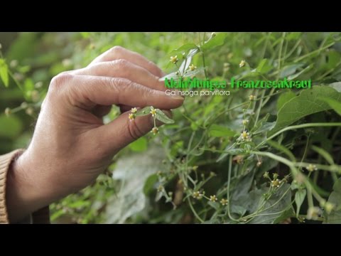 Wildkräuter, Heilpflanzen und andere essbare Pflanzen - Gefunden im Großstadt Dschungel