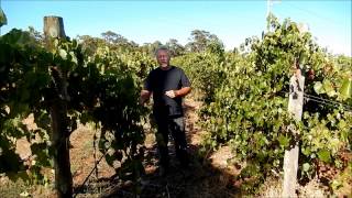 preview picture of video 'Importing & Growing high quality wine rootstocks at Dell'uva Wines Estate'