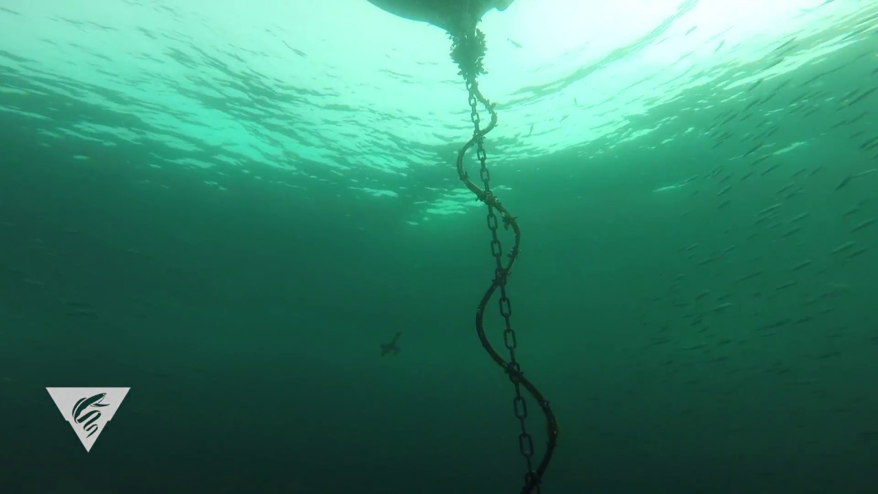 Diving murre at MBARI M1 mooring