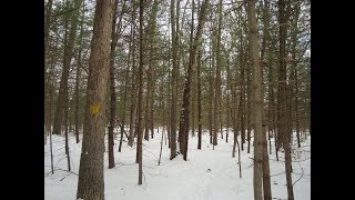 Snowshoeing in December in between the old trees on the Wakazoo Trail west of 48th Street.