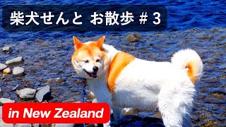 柴犬せんと お散歩 # 3 in New Zealand