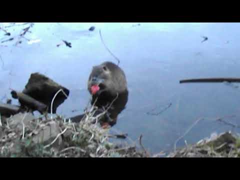 30 "Achtung, freilaufende Hunde!" Nutria an der Ruhr
