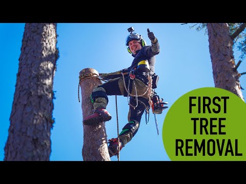 My first tree removal!