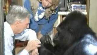 A Sad Day: Koko the Gorilla Dies at 46