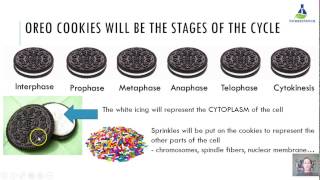 oreo cell cycle assignment oreo cell cycle assignment