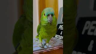 Bom dia meu amor - Papagaios Falantes e Inteligentes da mamae