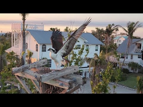 BUILDING AND INSTALLING AN OSPREY NEST PLATFORM ON LIGHT POLE AFTER HURRICANE IAN 4K
