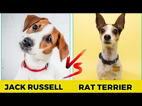 jack russell terrier vs rat terrier - Top 10 Difference