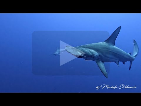 Diving Safari Okeanos, Red Sea, Brothers, Daedalus, Elphinstone