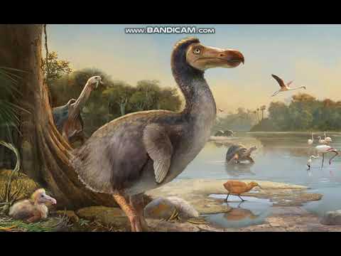 Dodo Sound