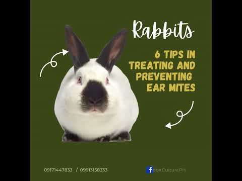 , title : '6 Tips in TREATING and PREVENTING Rabbit Ear Mites'