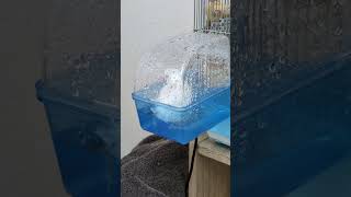 涼しげ水浴びピーコ🌊 #文鳥