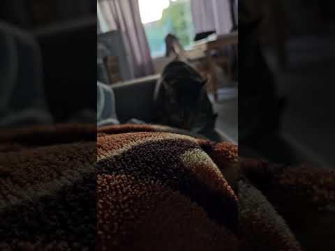 #cat #cats #alphonso