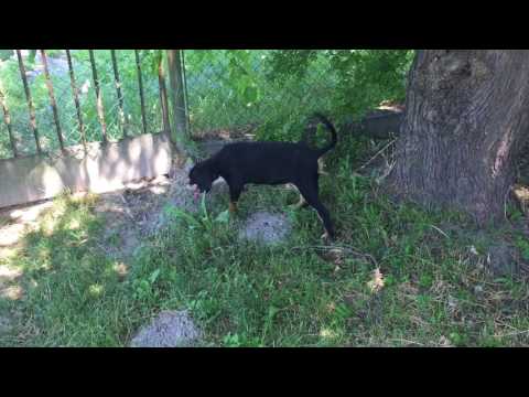 Transylvanian Hound puppy for sale