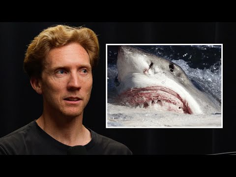 Are shark encounters a growing problem in Australia? | Brett Connellan, shark attack survivor.