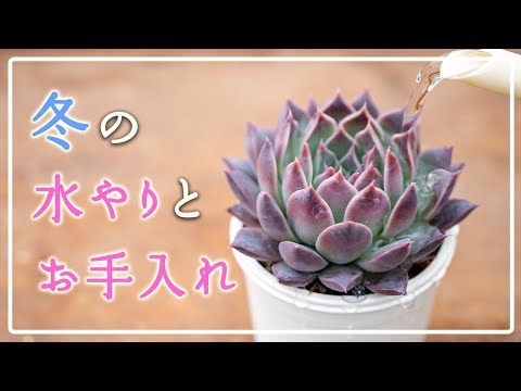 多肉植物の水やり:少ないほど良い! トピックス