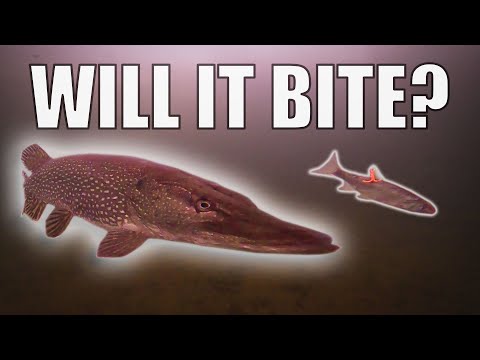 How I Find GIANT Pike In Winter (Underwater Footage)