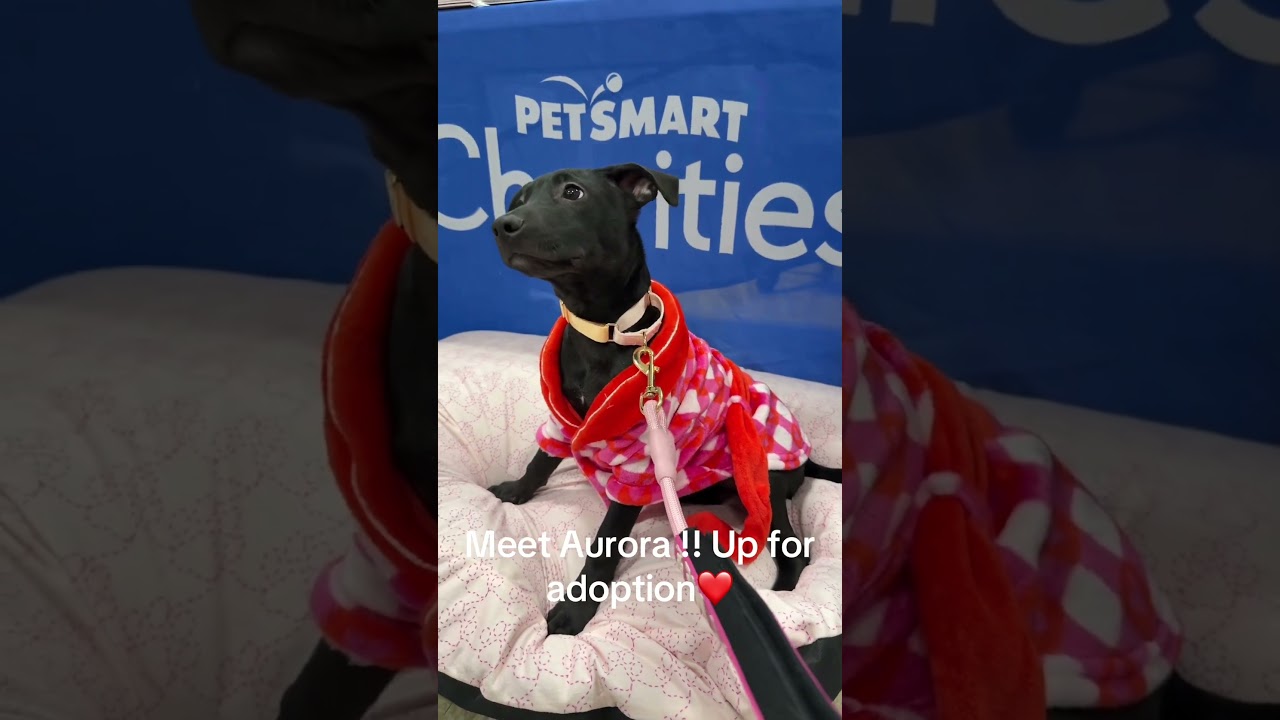 Enlarge Aurora, an adopted mixed breed in Park Forest, IL video 6/6