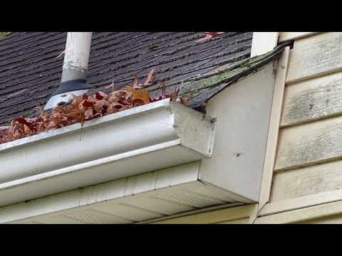 Clogged Gutters Causes Yellow Jacket Infestation in Skillman, NJ