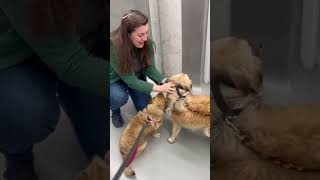 Video preview image #1 Mutt Puppy For Sale in NYC, NY, USA