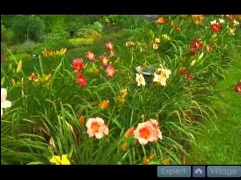 download lagu mp3 mp4 Beautiful Edgings Daylily, download lagu Beautiful Edgings Daylily gratis, unduh video klip Beautiful Edgings Daylily