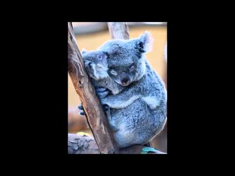 Koala Smoke - Fantasy