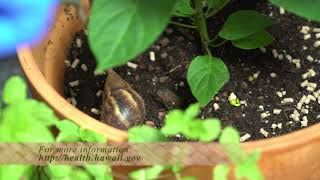 DOH Rat Lungworm Disease Education: In Our Neighborhood