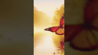 Download lagu 'Beautiful Sunrise at Peaceful Lake | Relaxing Nature Scenery with Flowers & Butterflies 🌅✨' mp3 Download lagu 'Beautiful Sunrise at Peaceful Lake | Relaxing Nature Scenery with Flowers & Butterflies 🌅✨' mp3