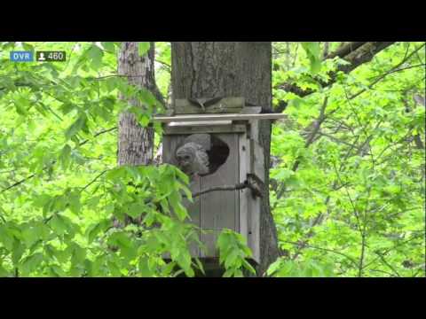 Youngest Owlet Branches on the WBU Barred Owl Cam – May 12, 2017