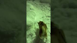 柴犬コテツの日常 大雪編 #3