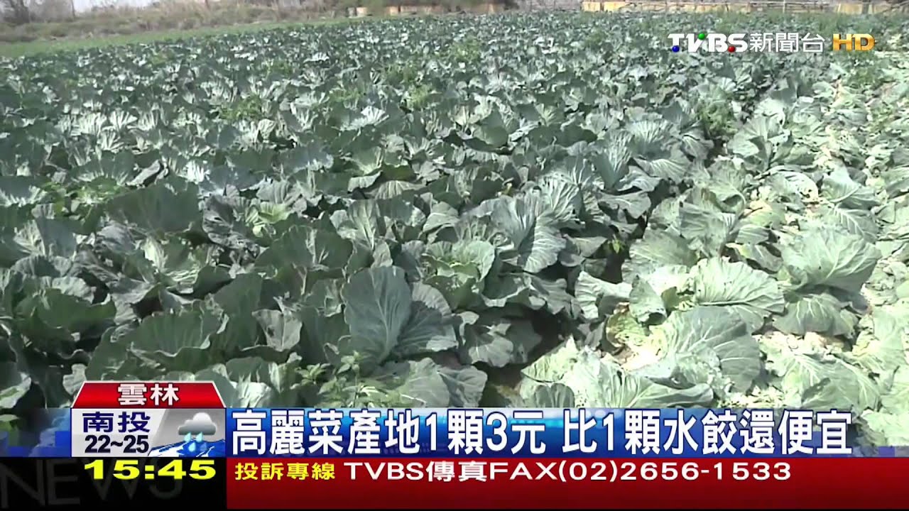 高麗菜產地1顆3元 比1顆水餃還便宜