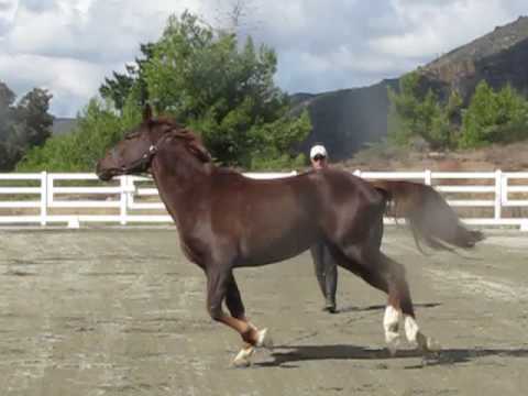 Beltini - Belissimo M Mare for sale