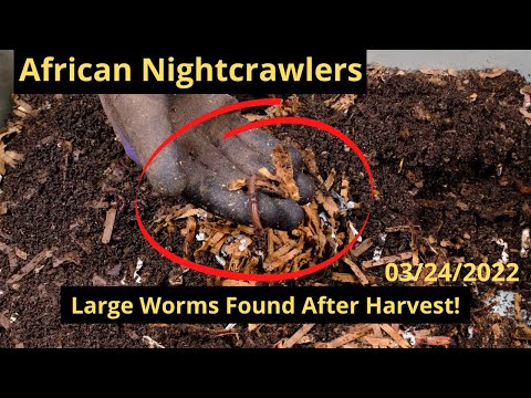 African Nightcrawlers - Harvesting Large Worms 03/24/2022