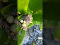 Tiny ant nests constructions surrounding the fruits of mangrove trees