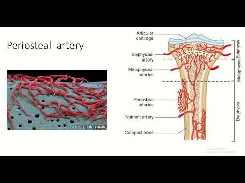 Beyond the Surface: Exploring the Blood Supply of Developing Long Bones