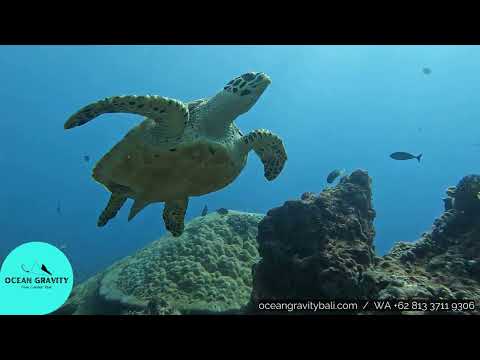 Scuba Diving in Nusa Penida with Ocean Gravity Bali