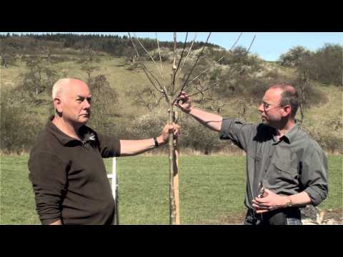 Obstbaum richtig schneiden - Obstbaumschnitt, der Pflanzschnitt