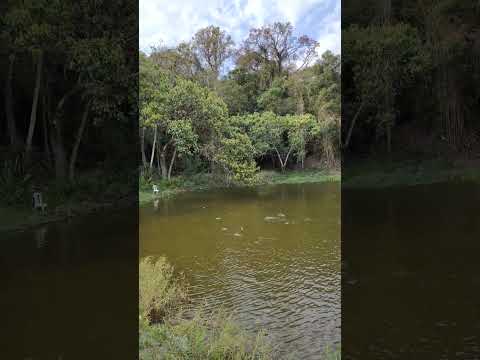 Laércio de Lupionópolis PR