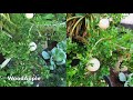 Top 5 Fruit Plants In Containers Sri Lanka Small Space Gardening Ideas Episode 07