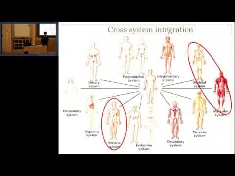 Connective Tissue, Stretching, Inflammation and Musculoskeletal Pain