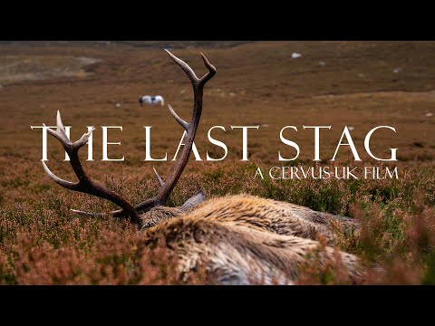The Last Stag: Traditional Highland Red Stag Stalking With Garron Extraction